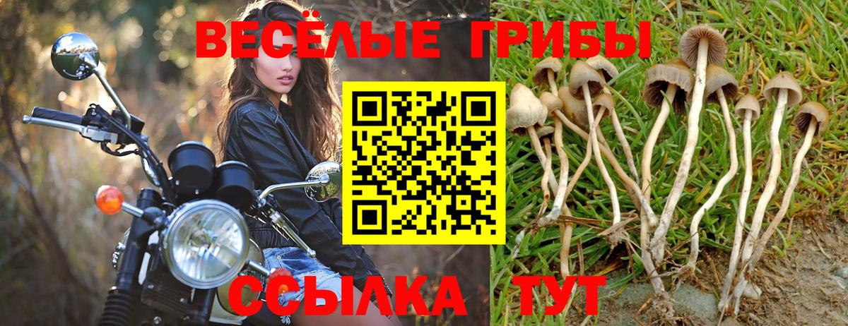 где продают   Псилоцибиновые грибы Psilocybe  Вход с VPN  Галлюциногенные грибы Psilocybe  Елец 